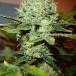 What Are The Benefits And Risk Of Marijuana Use ?